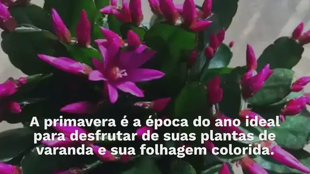 'Video thumbnail for Esta planta aromática mantém os mosquitos longe de casa, é fácil de cultivar mesmo na varanda'