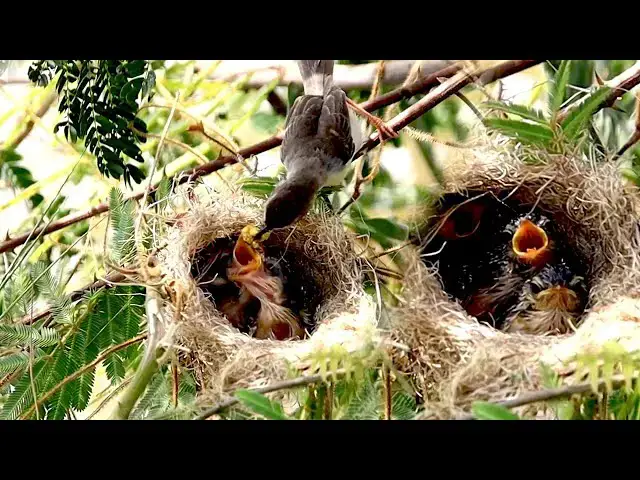 'Video thumbnail for In field bird get grass to made nest | Momie's bird feed food'