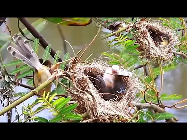'Video thumbnail for Under nest, babie rice sprrow bird to wait eat on nest'