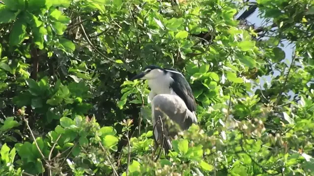 'Video thumbnail for Wild bird cleaning budy by mouse on nest'