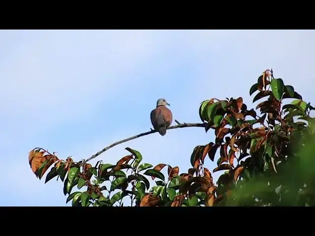 'Video thumbnail for Amazing place wild dove on tree'