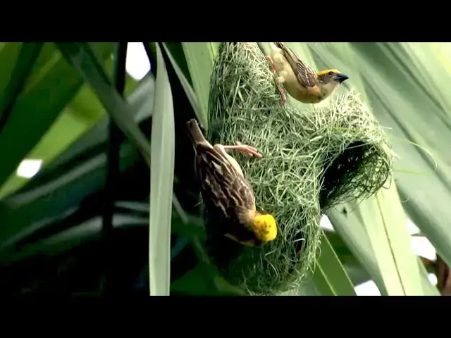 'Video thumbnail for May of wild bird making nest by grass a lot here'