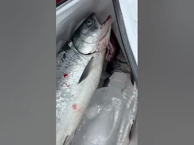 'Video thumbnail for Westport last week was great at the 220-240 ft line! Coho are getting huge!'
