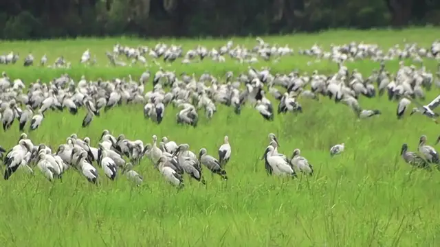 'Video thumbnail for A wild bird in field find catch food eat'