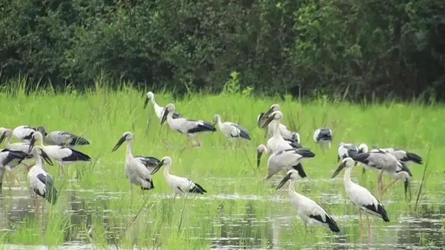 'Video thumbnail for A lot wild bird in field find catch snail eat here'