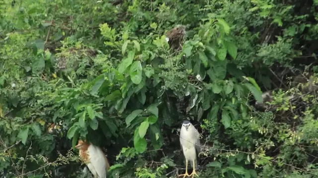 'Video thumbnail for Wild baby bird stay on nest'