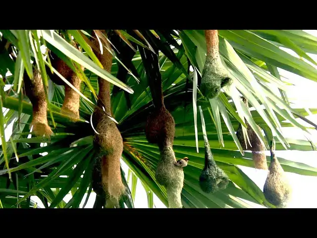 'Video thumbnail for Man of Maya bird on nest | Mayay bird get grass to made nest'