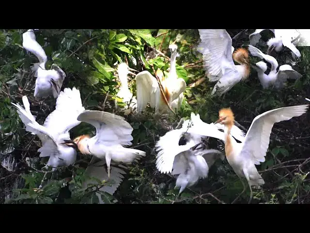 'Video thumbnail for A lot bird wild stay on nest at Area bird'
