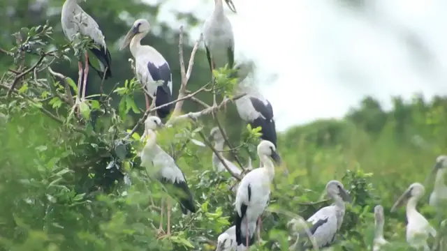 'Video thumbnail for wild bird stay on nest at Area bird zoo lake'