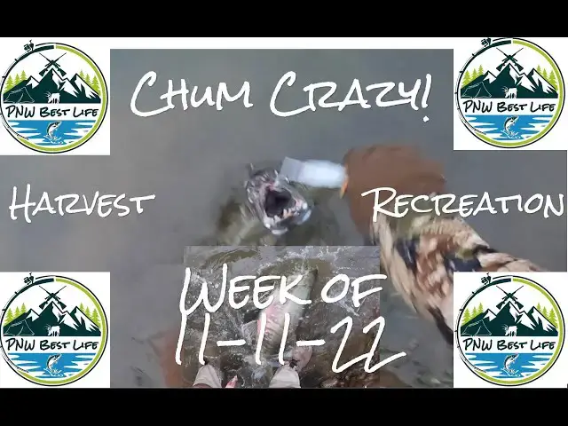 'Video thumbnail for Insane Chum Fishing! Is Coho over? Coastal steelhead update - PNW Harvest Recreation Nov 11, 2022'