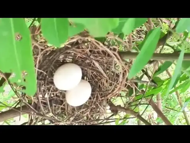 'Video thumbnail for Egg of dove bird on nest | Egg growth every day on nest'
