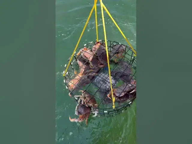 'Video thumbnail for Excellent Crab opener in Puget Sound! The best we’ve experienced yet!'