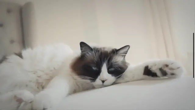 'Video thumbnail for Warum lieben Katzen Kartons?'