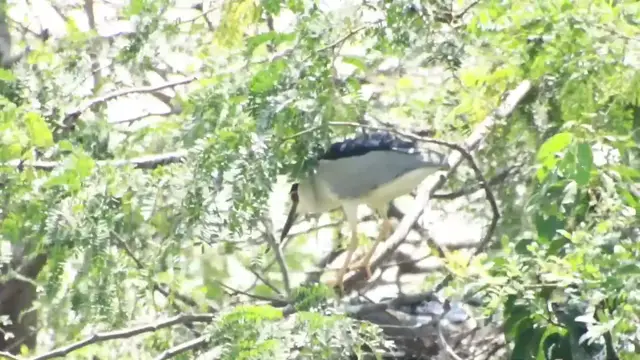 'Video thumbnail for Bird care baby on nest'
