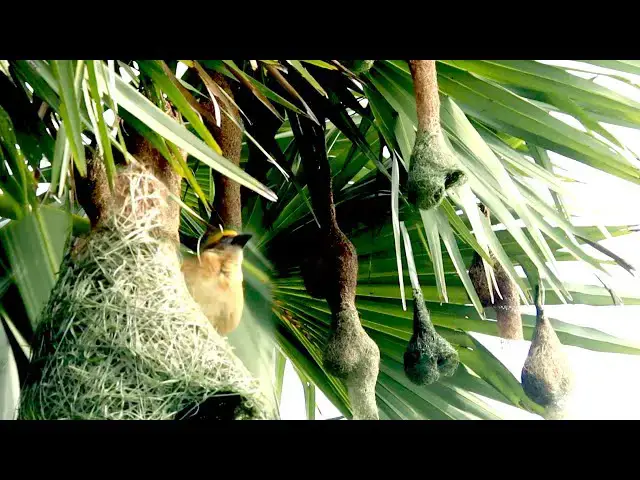 'Video thumbnail for May of wild bird making nest by grass a lot'