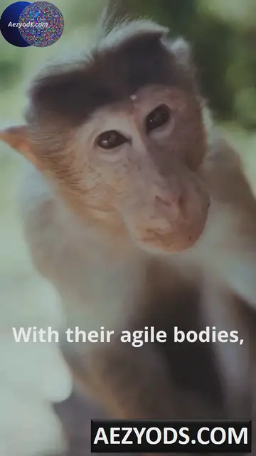 'Video thumbnail for MONKEYS'
