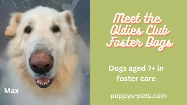 'Video thumbnail for The Oldies Club: Meet the Senior Dogs in Foster Care '