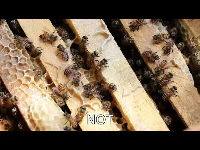 'Video thumbnail for How do bees make a new queen?'