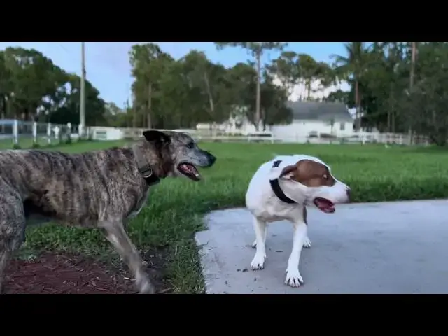 'Video thumbnail for Sniper and Ryu playing in our country home in Loxahatchee. #rescuedogs #kong #chevysuburban #family'