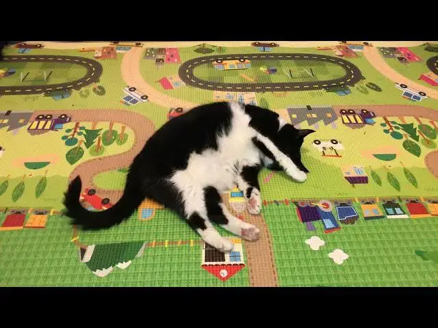 'Video thumbnail for Sheila visits Florida (Part 2) #catvideos #catshorts #catlovers #catrescue'