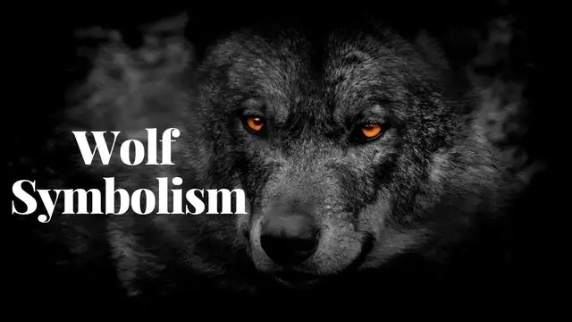 'Video thumbnail for The Symbolism of Wolves: Their Cultural and Spiritual Significance'