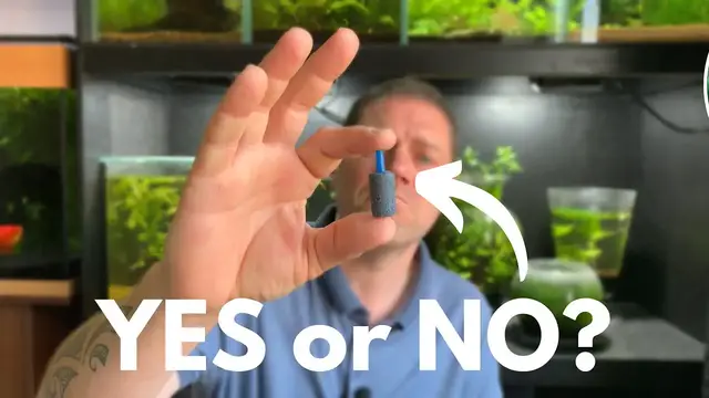 'Video thumbnail for Airstones and Guppies: Do Guppies need an airstone in their aquarium?'