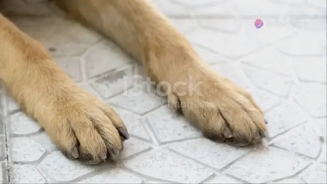 'Video thumbnail for  Puppy Paws Unveiled_ The Secrets of Germ 2024-05-10'