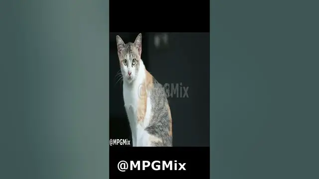 'Video thumbnail for لقطات قطط جميله Beautiful cats'