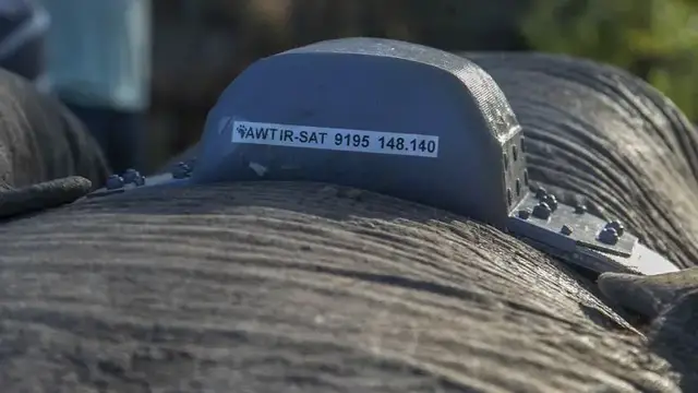 'Video thumbnail for To avoid conflicts with locals, Zimbabwe tracks elephants with GPS'
