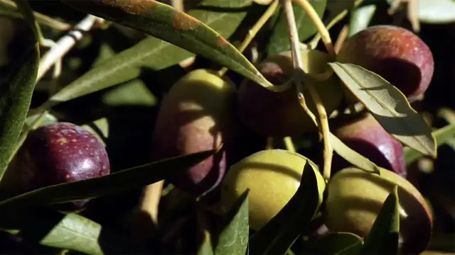 'Video thumbnail for Making Olive Oil in Spain'