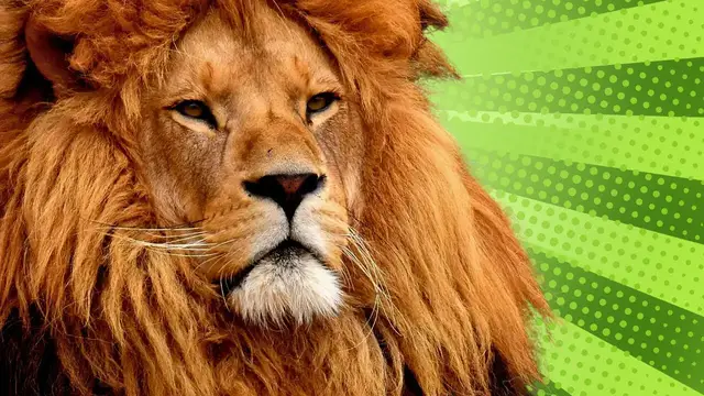 'Video thumbnail for Be a lion for 4 minutes straight'