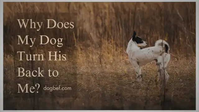 'Video thumbnail for Why Does My Dog Turn His Back To Me?'