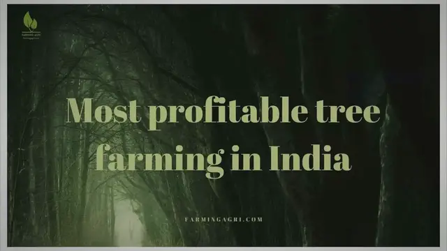 'Video thumbnail for Most profitable tree farming in India 2024'