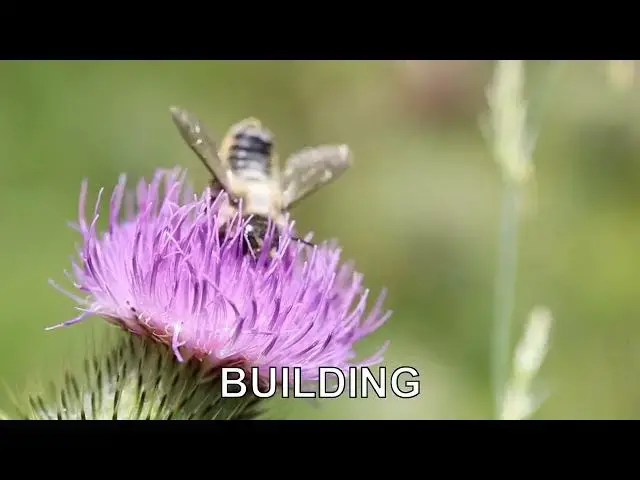 'Video thumbnail for What are worker bees?'