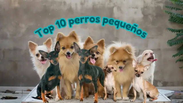'Video thumbnail for 馃悤Top 10 razas de perros peque帽os 鉂わ笍'