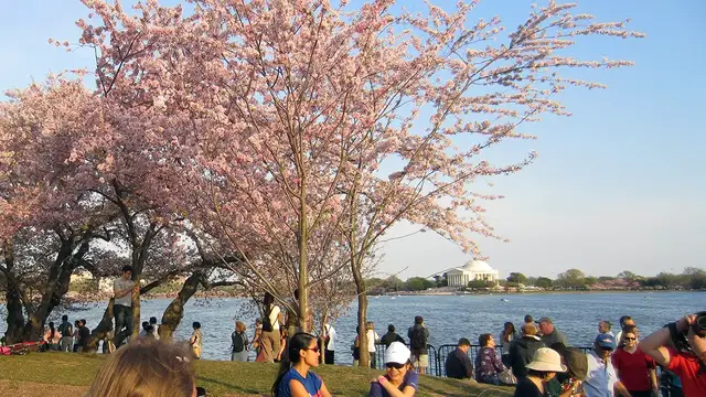 'Video thumbnail for Cherry Blossoms in Peak Bloom in Washington, DC'