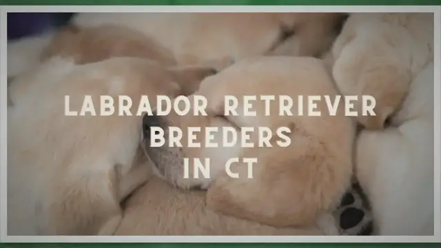 'Video thumbnail for 14 Best Labrador Retriever Breeders CT In 2023 (Trusted)'