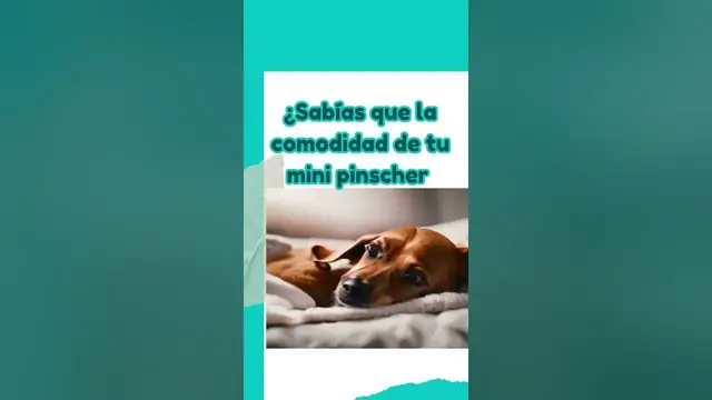'Video thumbnail for 馃悤 La comodidad de tu perro puede ser tu negocio 鉂わ笍'