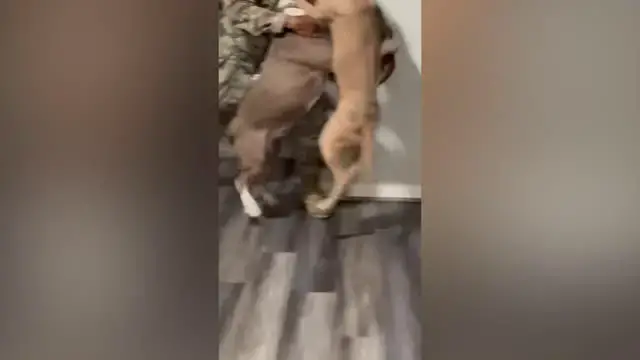 'Video thumbnail for Dogs Can't Contain Excitement When Soldier Dad Returns Home From Seven-Month Deployment'