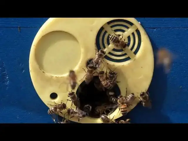 'Video thumbnail for What do drone bees do?'