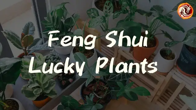 'Video thumbnail for 7 Lucky Plants to Bring Wealth & Positivity into Your Home!'