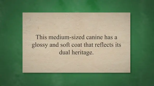 'Video thumbnail for Lab Mix Cocker Spaniel Complete Breed Guide, Profile, Facts & FAQs'