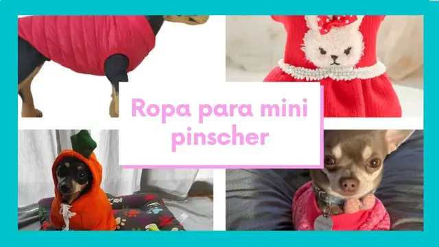 'Video thumbnail for Ropa para pinscher miniatura 馃悤馃悤 Cat谩logo ropa mini pinscher 馃憲馃憲'