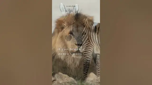 'Video thumbnail for Do lions inspire you?'