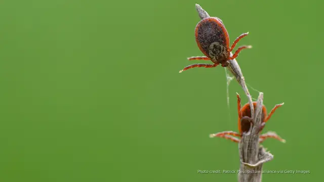 'Video thumbnail for Tick bite ER visits in 2025 hit highest levels since 2017: CDC'