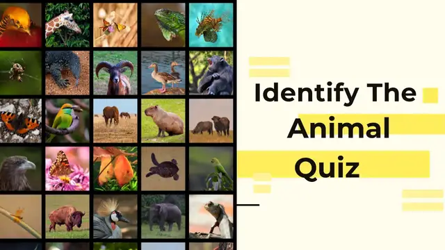 'Video thumbnail for Identify the animal Quiz'