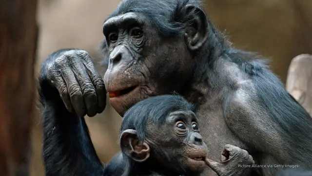 'Video thumbnail for Is the 'alpha male' a myth? New research in primates may debunk theory'