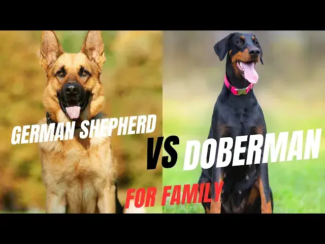 'Video thumbnail for German Shepherds VS Dobermans, which one makes an excellent family pet'