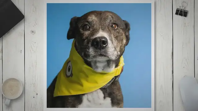 'Video thumbnail for Which Terrier Lab Mix is The Best Cross Ever? Find Out'