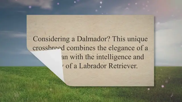 'Video thumbnail for Dalmatian Lab Mix Guide: Everything You Need To Know'